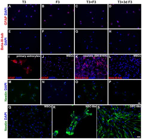 Expression Of Neural Precursor Astrocytic And Neuronal Markers By