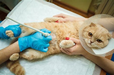 O Médico Faz Um Exame Ultra Sonográfico Do Abdômen Do Gato Foto Premium