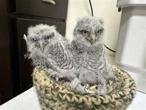 Rescue Owls Are Stunned To Realize Theyve Arrived At Their Favorite