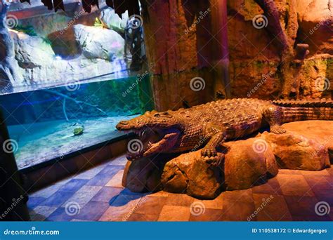 Crocodile at Aquarium Dubai Editorial Photography - Image of adjusting ...