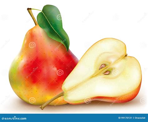 Whole And Half Pears Stock Vector Illustration Of Vegetarian