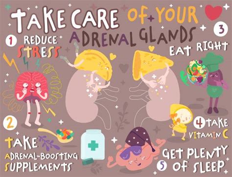 Adrenal Gland Cartoons Illustrations Royalty Free Vector Graphics