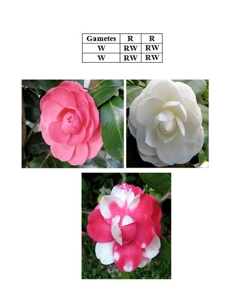 In camellia plants, flower color is controlled by a single gene with ...