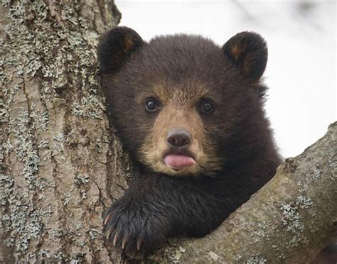Really Cute Baby Bears