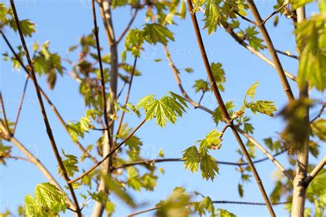 green maple leaves 9438499 Stock Photo at Vecteezy