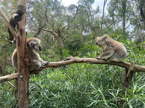 Phillip Island Koala Conservation Reserve – Rhyll, Australia - Atlas Obscura