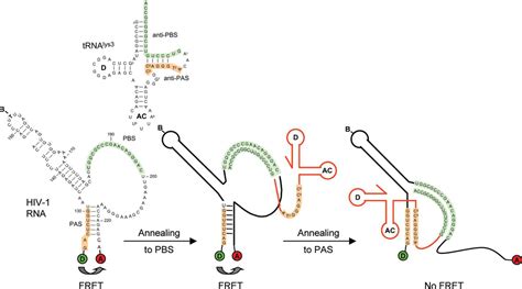 Role Of The Primer Activation Signal In Trna Annealing Onto The Hiv