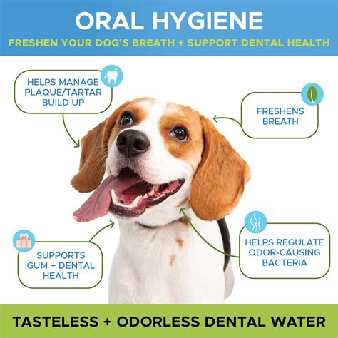 home remedies for bad dog breath 1