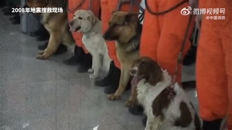 汶川地震14周年丨67只搜救犬全部离世 谢谢你，为我们拼过命！ 新闻频道 和讯网