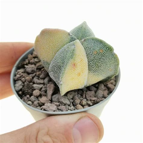 Astrophytum Myriostigma Var Quadricostatum F Variegata Cm