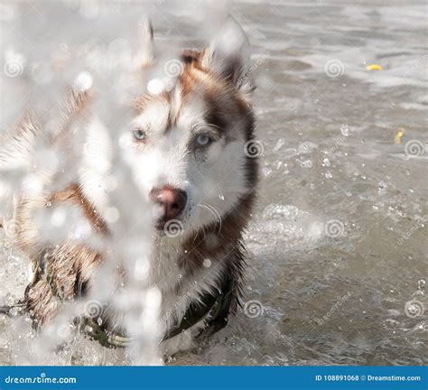 Siberian Husky Behind The Sea Of Water Stock Photo Image Of Cute