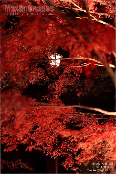 Photo of Japanese maple tree red autumn foliage illuminated by street ...
