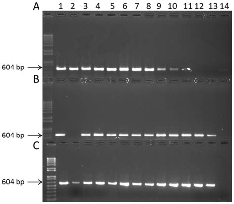 Breadth Of Detection Of The Cpn60 Targeted Pcr Assays For Download