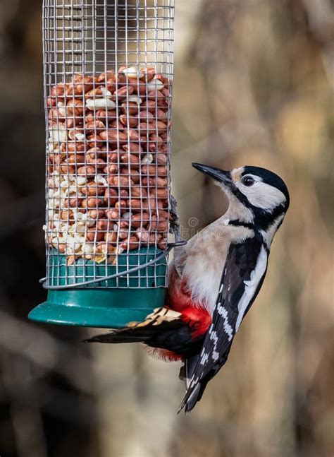 The Great Spotted Woodpecker Feeding From The Bird Feed Stock Photo - Image of wild, birdfood ...