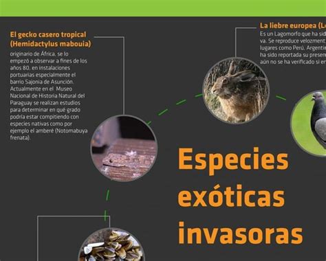 Especies exóticas invasoras Infografías ABC Color