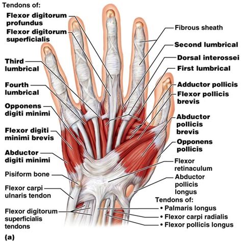 Palmar Hand Anatomy Diagram