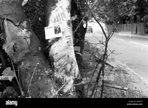 Tree Into Which Car Carrying Marc Bolan Collided Resulting In His