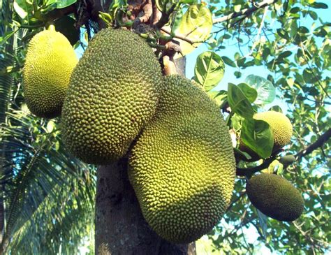 Multipurpose uses of Jackfruit Rediscovered – Philippine Morning Post