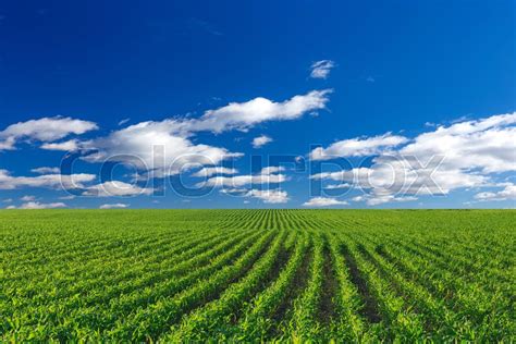 Corn Agricultural Field And Blue Sky Stock Image Colourbox