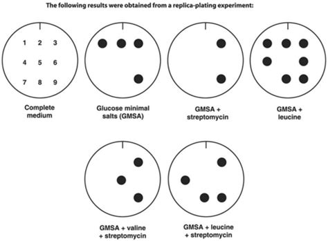 Microbiology ch 8 Flashcards | Quizlet 