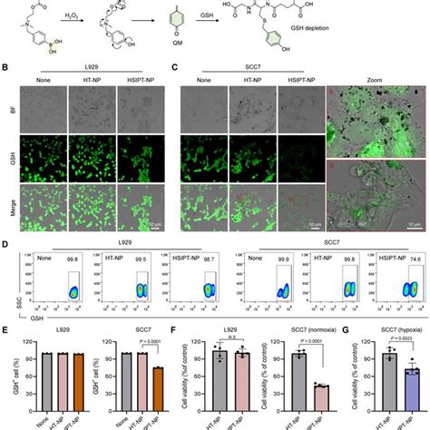 Intracellular GSH Depletion By HSIPT NPs A Mechanism Of GSH