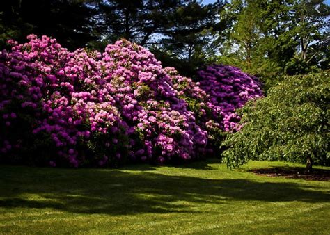 Nilsen Landscape Design Rhododendrons For Privacy Shade And