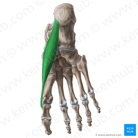 Musculus Abductor Hallucis Anatomie And Funktion Kenhub