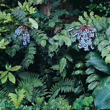 15 Top Native Plants Of The Pacific Northwest Artofit