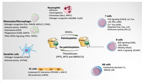 Figure 2 From Protein Palmitoylation In Leukocyte Signaling And