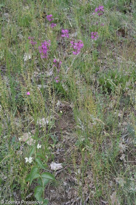 Festucetalia Valesiacae FloraVeg EU