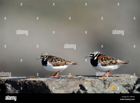 Ruddy Turnstone Arenaria Interpres Adult Male Female In Summer