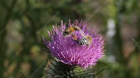 Flower Bees On Spear Thistle Slo Mo Stock Video Clip K