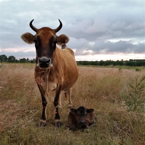 house cows 6