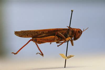 Rocky Mountain Locust (Melanoplus spretus) ~ World Extinct Animals