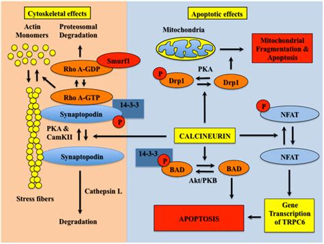 CN activation destabilizes the actin cytoskeleton and causes podocyte ... 