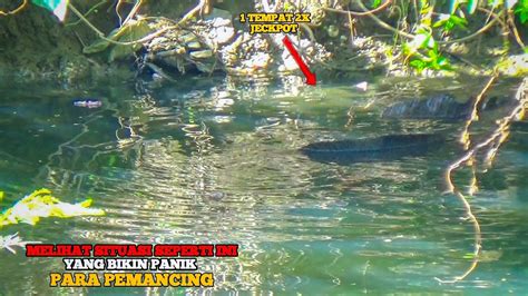 Situasi Bikin Panik Mancing Ikan Gabus Di Sungai Liar Menemukan Tempat