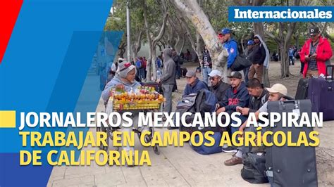 Cientos De Jornaleros Mexicanos Aspiran Trabajar En Los Campos