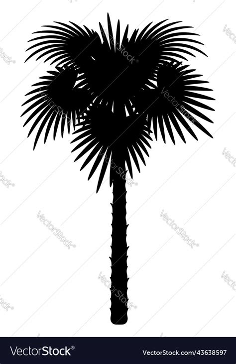 Palm Tree Black Outline Silhouette Stock Vector Image