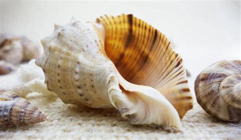 The Spiritual Meaning Of Conch Shells Thereadingtub