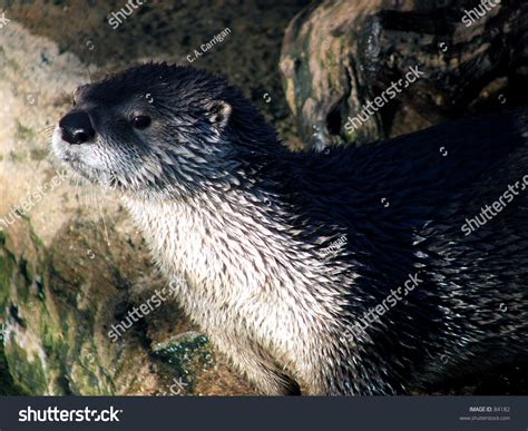 River Otter Color Stock Photo 84182 Shutterstock