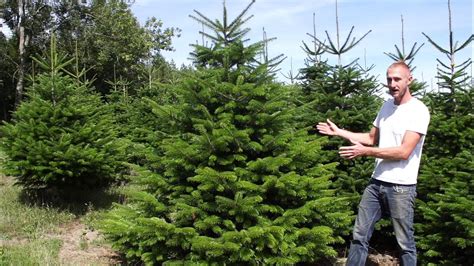 Nordman Fir Christmas Tree Guide Youtube