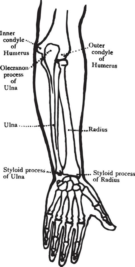 vista posterior de los huesos del antebrazo ilustración antigua