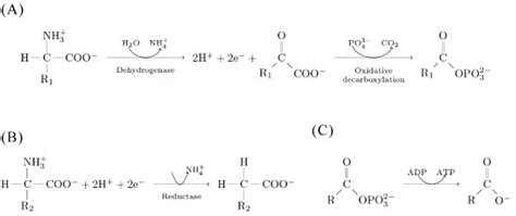 The Stickland reaction. In the genus Clostridium, amino acid ...