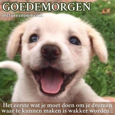 Grappige Goedemorgen Plaatje Kleine Hond