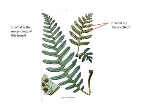 Plant Taxonomy Lab Exam 1 Flashcards Quizlet