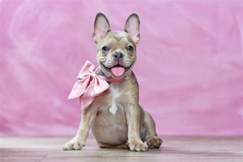 Sable French Bulldogs Info Pictures Origin And History Dogster