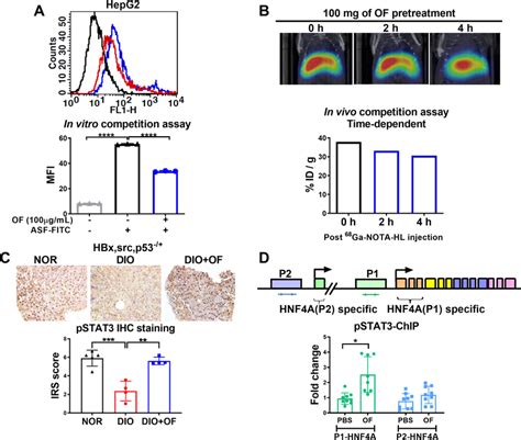 Oligofucoidan Binds To Asgr In Hepatoma Cells Enhances Pstat In