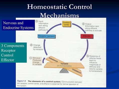 Ppt Introduction To Anatomy Physiology Powerpoint Presentation Id