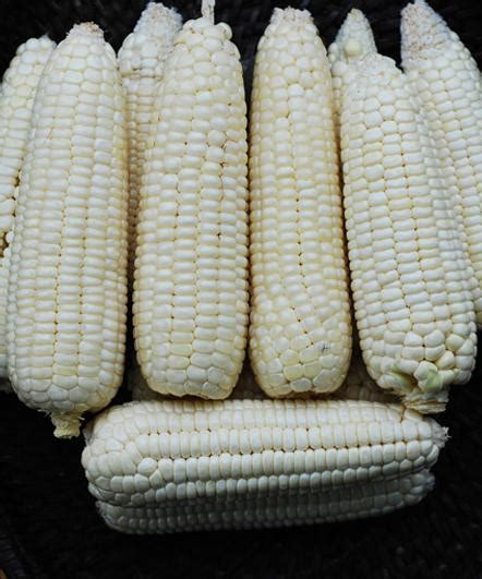 WHITE LAGKITAN CORN 30 Seeds Waxy Corn Lazada PH