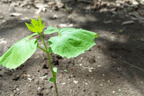 Green Bean Plant Stages Insights From A Plant Expert